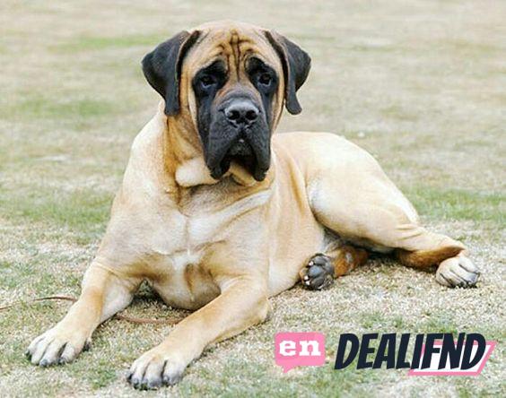 Top +15 Best large dog breeds pictures and names