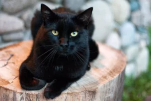 badass black cat names male